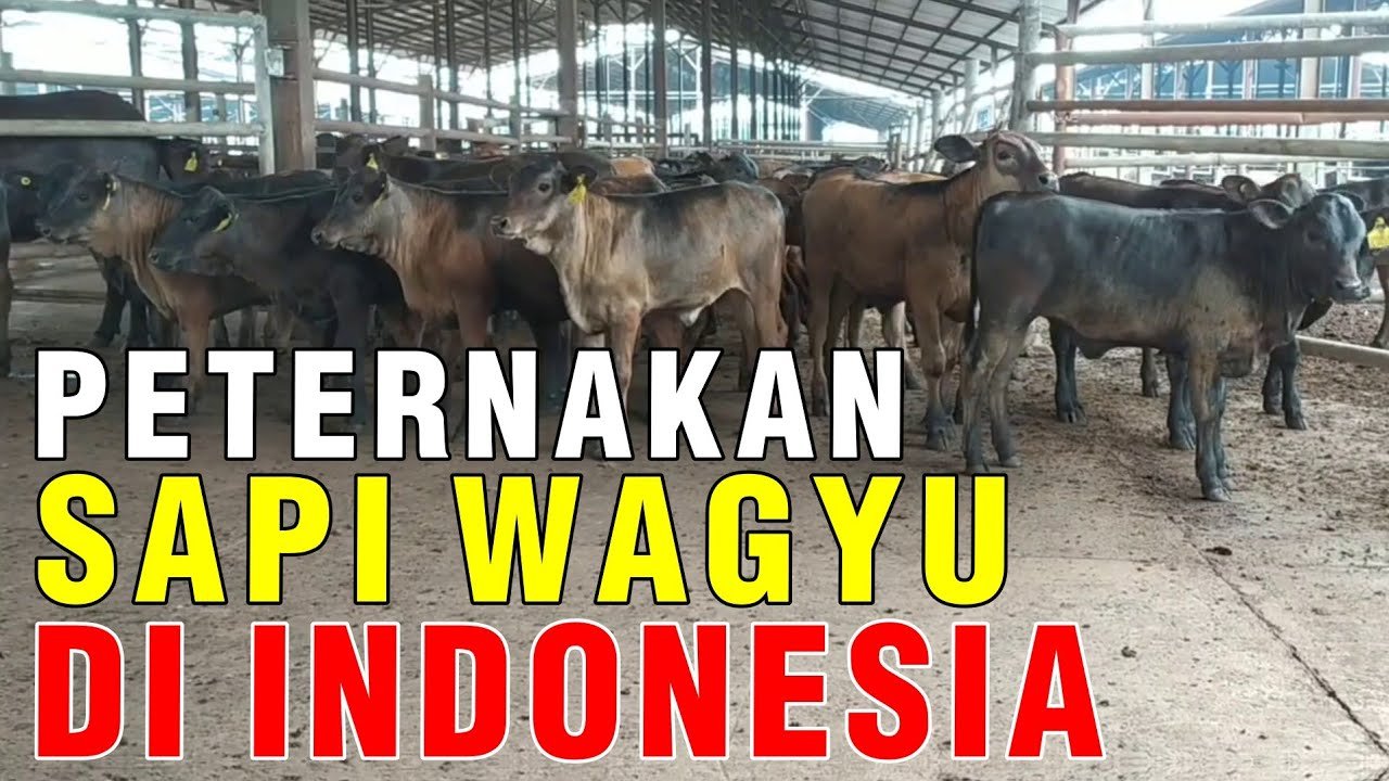 Peternakan Sapi Wagyu Indonesia Ada Di Lampung.jpg